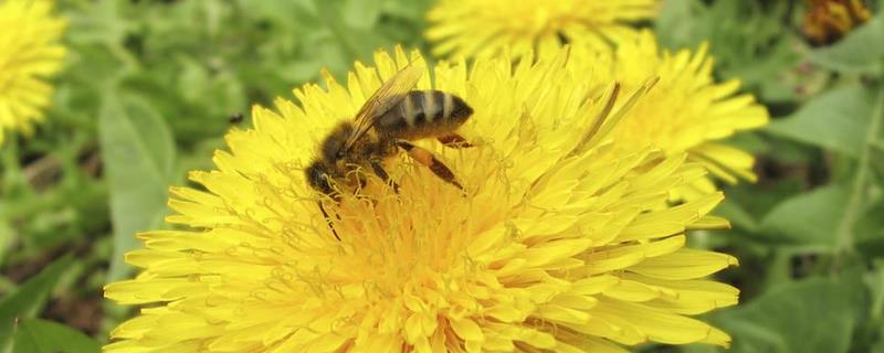 蜜蜂不采蜜是什么原因，具体有什么表现
