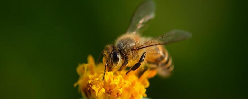 春季蜂群管理要点有哪些，病害防治