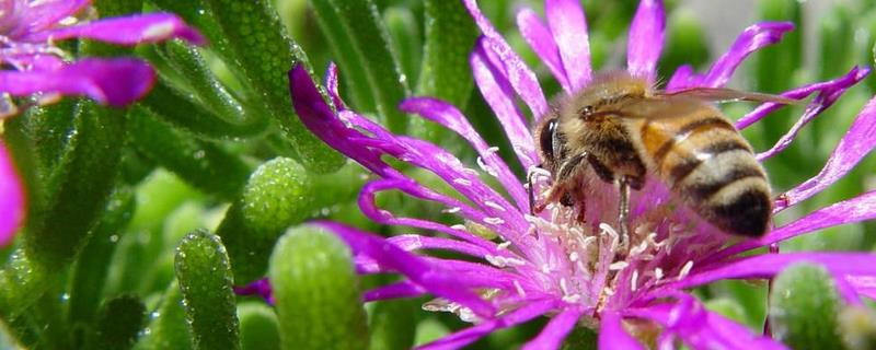 蜂群春衰有哪些原因，主要有五个原因