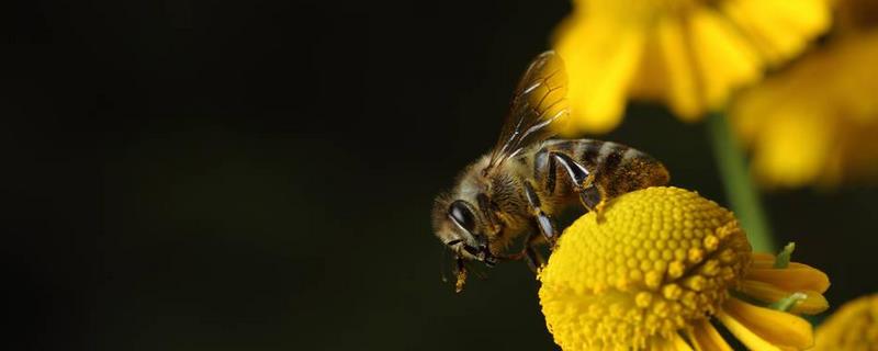 秋季蜂群管理要点有哪些，注意保温防寒