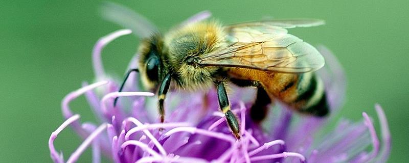 早春如何给蜂群加巢脾，具体的加脾时间、数量和位置要求