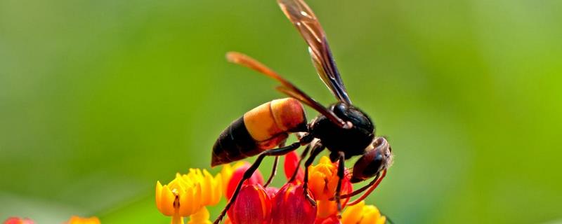 一窝胡蜂有多少只蜂王，胡蜂的社会结构是怎样