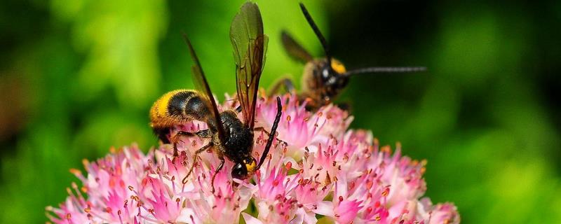 马蜂和牛角蜂的区别，牛角蜂名称的由来