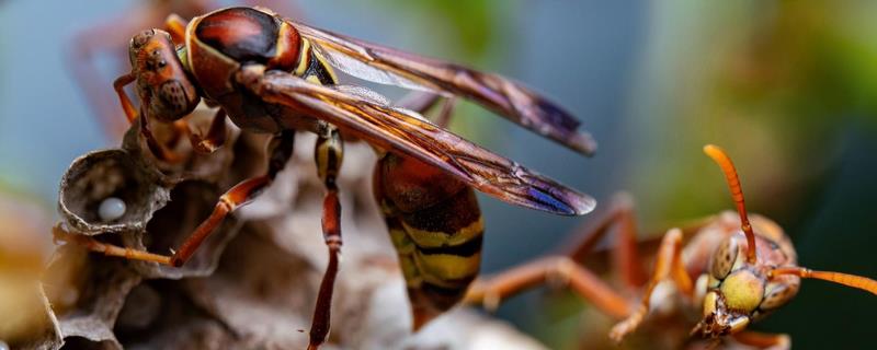 牛角蜂怎么消灭才安全，如何使用杀虫剂毒杀牛角蜂