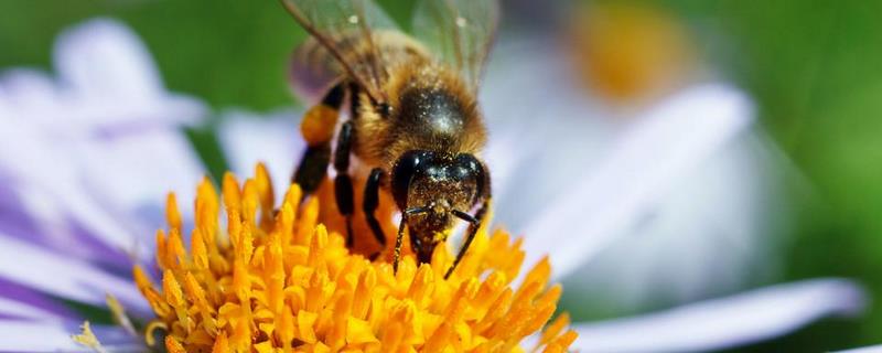 蜜蜂为什么不蜇养蜂人，被蜜蜂蜇了怎么处理才好