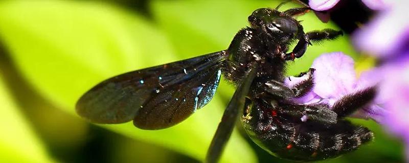 东北黑蜂有哪些优点，附形态特征和养殖条件