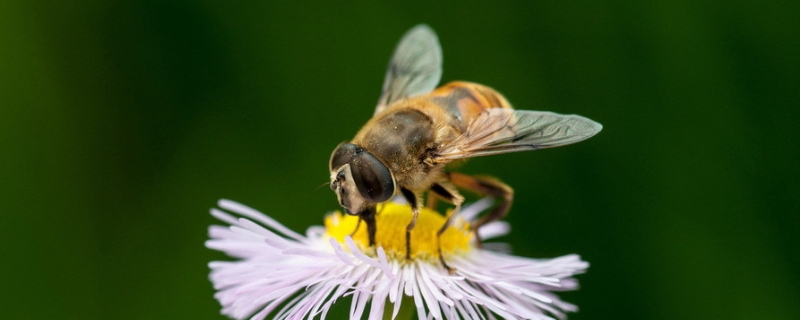 蜜蜂最怕什么东西，蜜蜂有哪些天敌