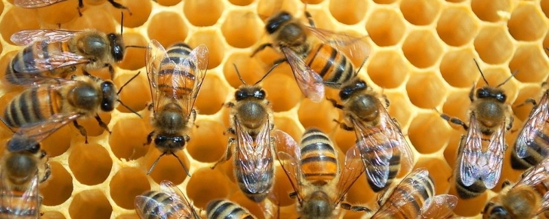 蜂群的组成是怎样的，蜂王、工蜂与雄蜂在蜂群中的作用