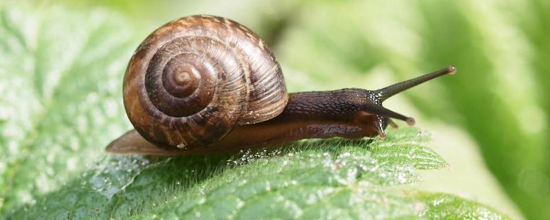 蜗牛的养殖前景，蜗牛的药用价值