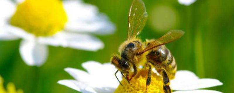 一斤花粉能喂多少蜂，附喂食方法
