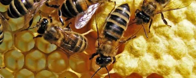 蜜蜂冲群是什么原因，详细介绍