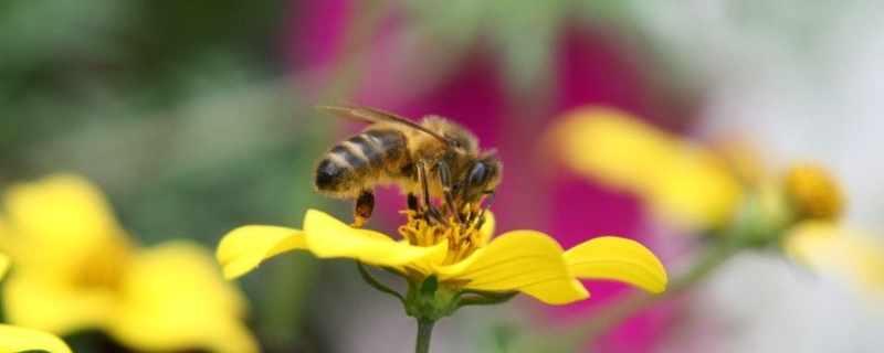 蜜蜂为什么不会迷路，蜜蜂为什么“跳舞”