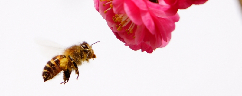 蜜蜂有几条腿和翅膀，蜜蜂的社会结构