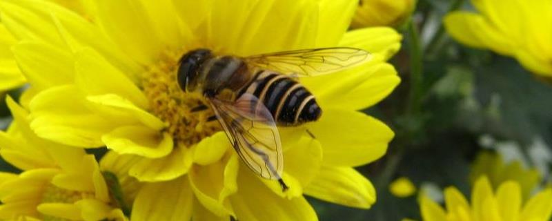 阿坝中蜂一年能产多少蜜，产蜜量受什么影响较大