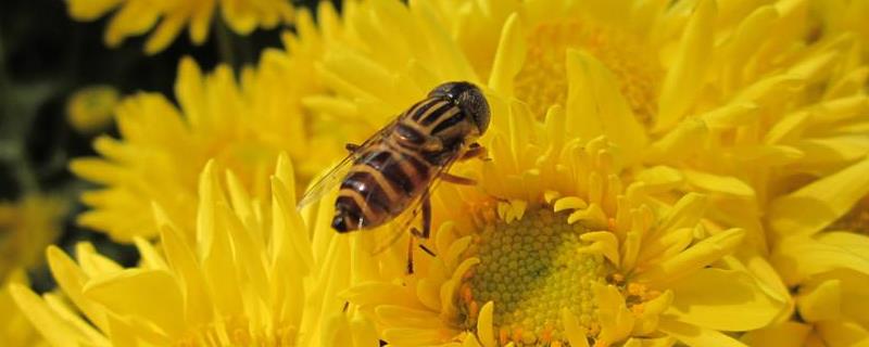 盗蜂有什么危害，蜂群为什么迁飞