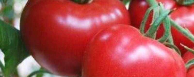 番茄的种植时间，附种子处理方法