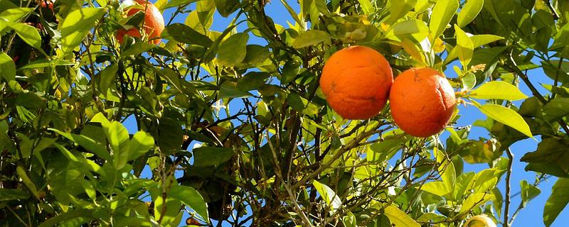 柑、橙、橘、柚的区别，详细介绍