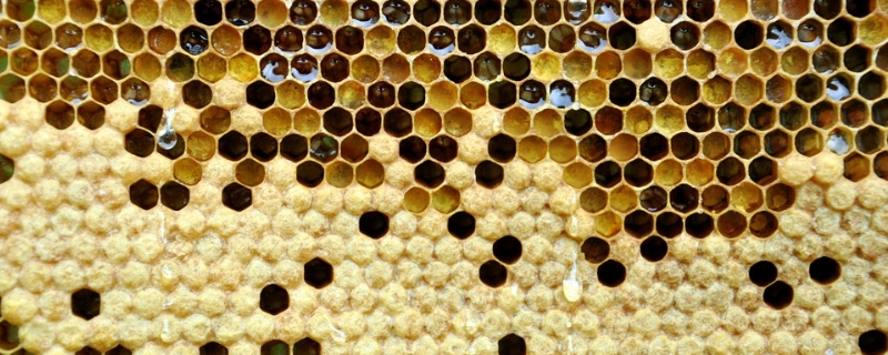 蜜蜂白头蛹用什么药，蜜蜂白头蛹怎么导致的