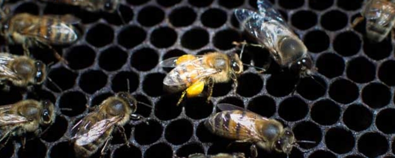 蜂螨用什么药治最快，蜂螨的四种治疗方法