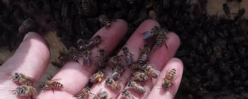 蜂螨几天治一次效果好，附常见防治蜂螨药物