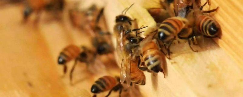 蜂螨怎么治疗和预防，附生活习性