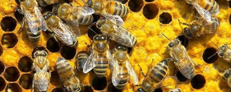 蜜蜂下痢病的症状及防治，附下痢病诱发病因