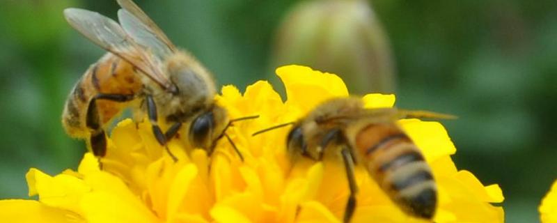 蜜蜂安全越冬的技术，养殖蜜蜂的场所选择