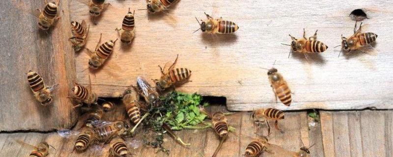 盗蜂的起因和防治是怎样？如何处理被盗蜂群 
