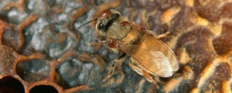 蜜蜂麻痹病的症状及防治，附诱发病原及发生规律