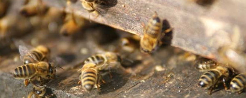 中蜂囊状幼虫病的症状及防治，附诱发病原及发生规律