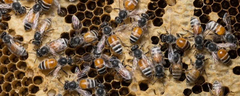 蜜蜂副伤寒病的症状及防治，附发生规律