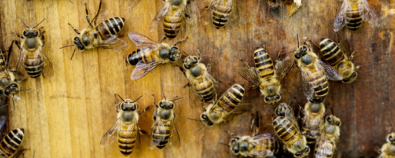 太湖中蜂，附形态特征与品种特性