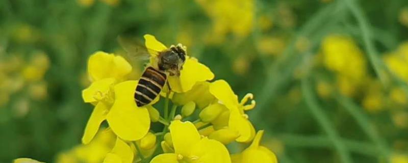 蜜蜂是怎么采蜜的了，用什么工具采蜜
