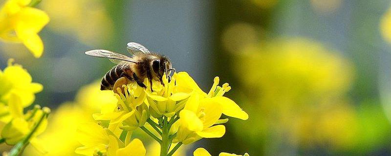 蜜蜂采蜜是什么行为，蜜蜂为什么要采蜜 