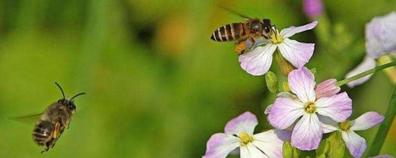 蜜蜂的资料有哪些，附分类和外形特征 