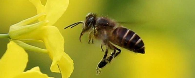 蜜蜂的特点有哪些，详细介绍