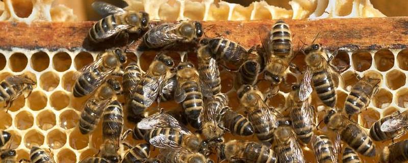 工蜂产卵群怎么处理才好，怎么介入蜂王