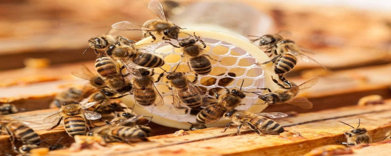 蜜蜂逃跑前有什么征兆？蜜蜂为什么要逃跑
