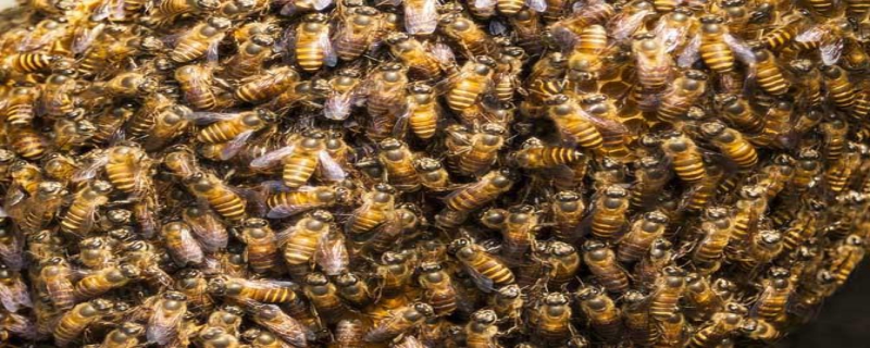 新收的蜜蜂怎么管理才好，如何严防病虫危害