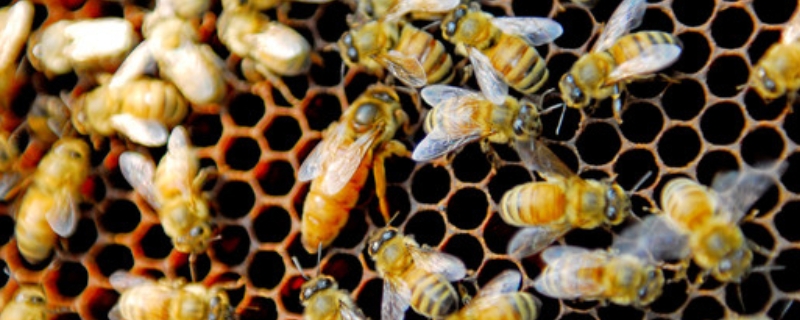 蜜蜂春繁技巧及注意事项，附春繁奖励饲喂与病害预防