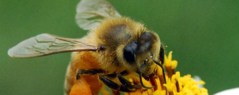 蜜蜂无蜂王分蜂技术，附分蜂操作原理