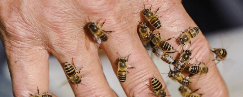 一脾蜜蜂怎么春繁快，如何预防蜂病