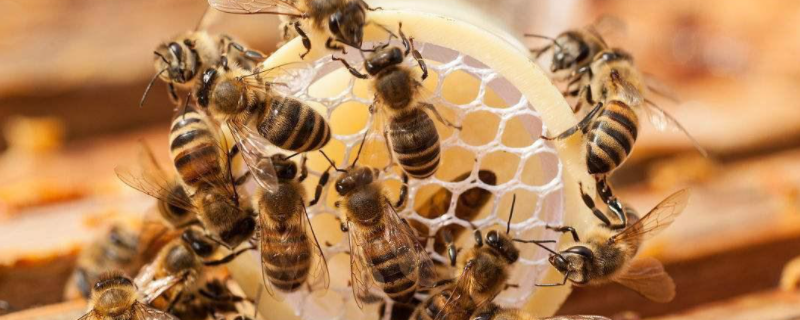 新收的蜜蜂为什么不做巢，附没有蜂王的后果