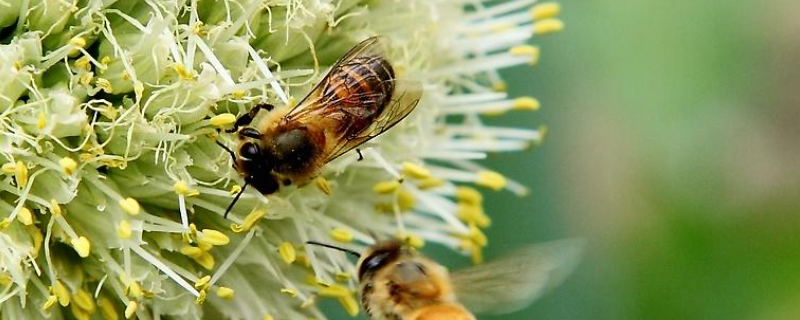 养蜜蜂的技巧有哪些，新手最好养当地蜂