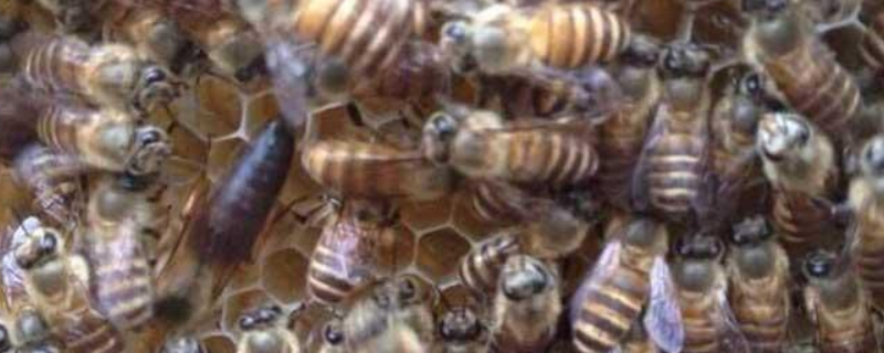 华中中蜂，附形态特征与品种特性