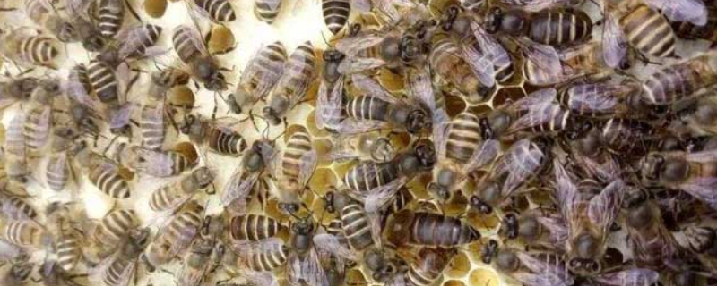 阿坝中蜂，是什么品种