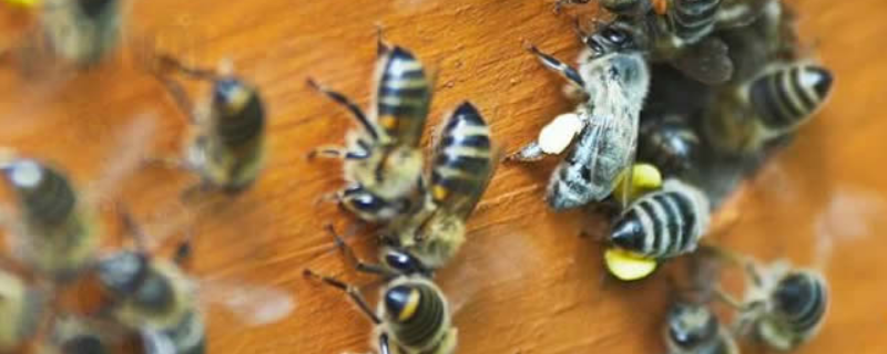 高加索蜜蜂，详细介绍