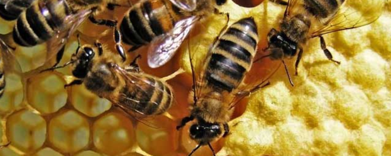 蜜蜂冲群是怎么回事，附高发时间