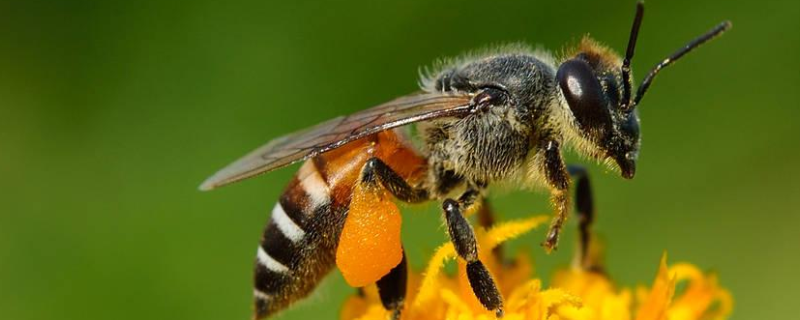 野生蜜蜂什么时候取蜜，详细如下