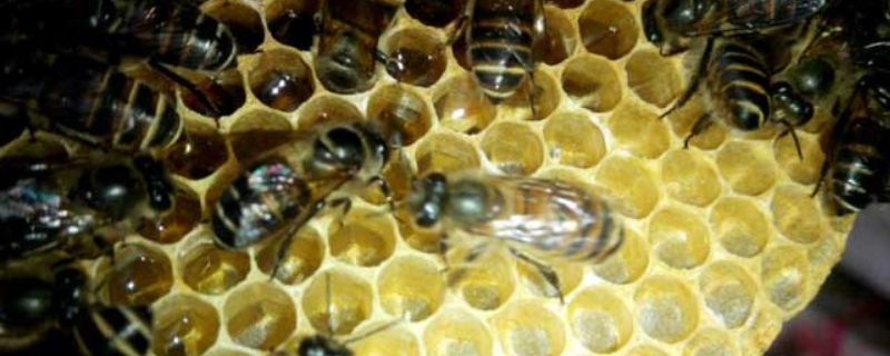 蜜蜂蛋群是什么意思，附蛋群有哪几种